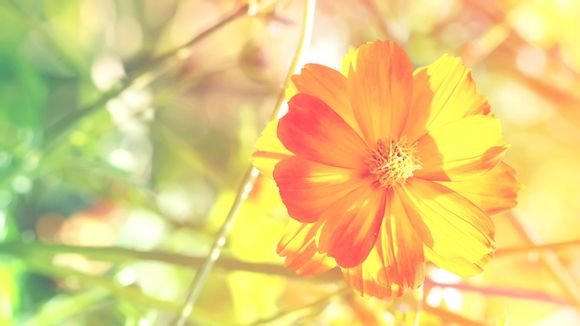 笔记本显卡是什么意思