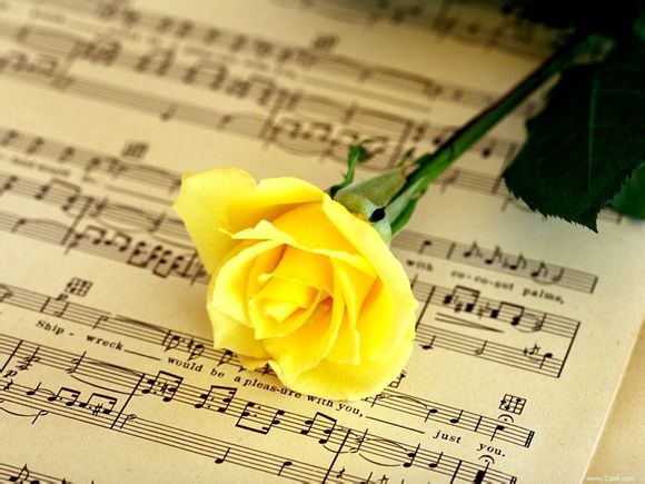 汕尾葵如何养护