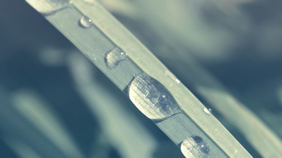 草莓音乐节门票打折