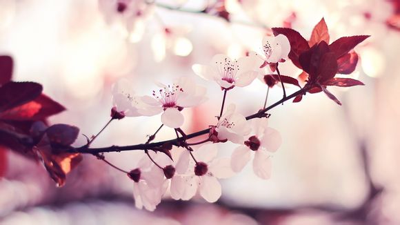 蒸汽朋克游戏场设备有哪些