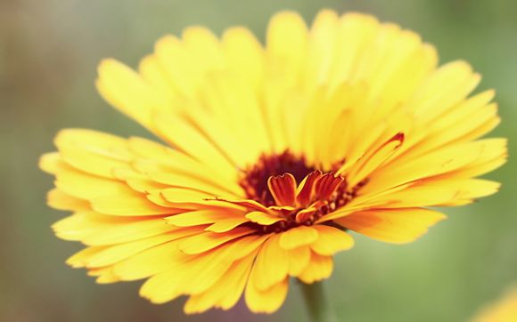 南瓜有什么用我的世界